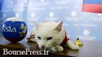 گربه پیشگوی ایران را برنده بازی اعلام کرد