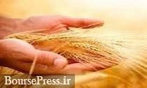 پیش بینی خرید ۱۰.۵ میلیون تن گندم از کشاورزان در سال جدید