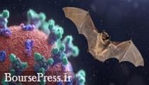 کشف قفس‌های خفاش در آزمایشگاه ووهان چین