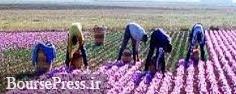 معامله ۱۳ کیلوگرم زعفران رشته‌ای در بورس کالا