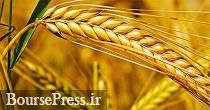 برنامه جدید وزارت کشاورز برای عرضه انواع محصول و گندم با حجم بالا در بورس کالا