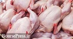 کاهش تولید مرغ ۲۱ درصد است نه ۴۵ درصد/ در انتظار مجوز گرانی از مهر