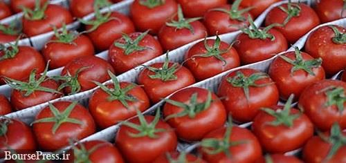 عوارض صادراتی گوجه فرنگی زراعی از ۳۰ به ۱۰ درصد کاهش یافت