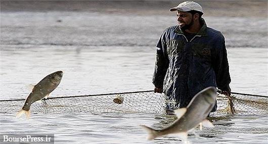گرانی خوارک منجر به افزایش ۳۵ درصدی قیمت ماهی شد