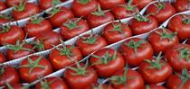 عوارض صادراتی گوجه فرنگی زراعی از ۳۰ به ۱۰ درصد کاهش یافت
