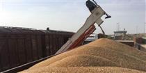 دولت با واردات گندم توسط بخش خصوصی موافقت کرد
